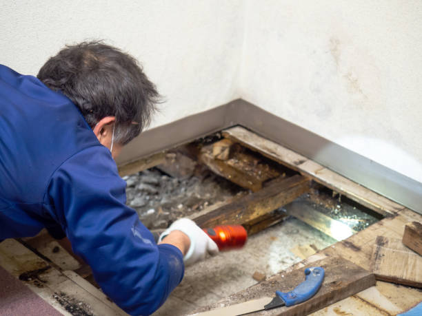 Best DIY Mold Remediation Support Services in Narragansett Pier, RI