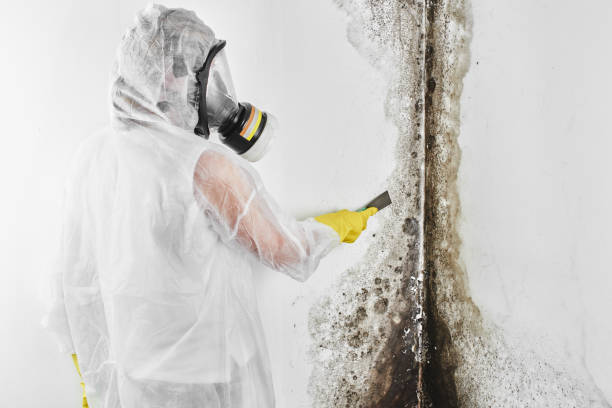 Best Residential Mold Remediation in Narragansett Pier, RI