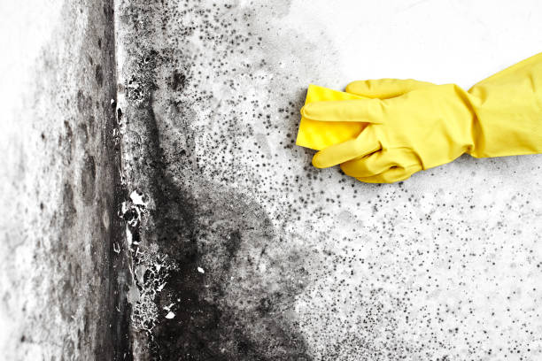 Best White Mold Remediation in Narragansett Pier, RI