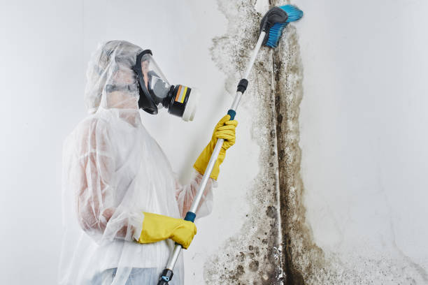 Best Residential Mold Remediation in Narragansett Pier, RI