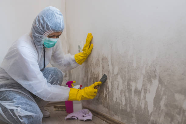 Best Mold Testing and Inspection Services in Narragansett Pier, RI
