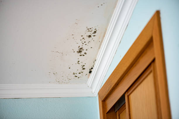 Professional Mold Remediation in Narragansett Pier, RI