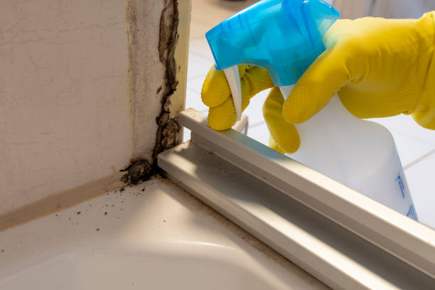 Best Emergency Mold Remediation in Narragansett Pier, RI