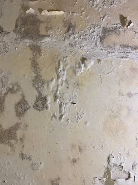 Best HVAC Mold Remediation in Narragansett Pier, RI