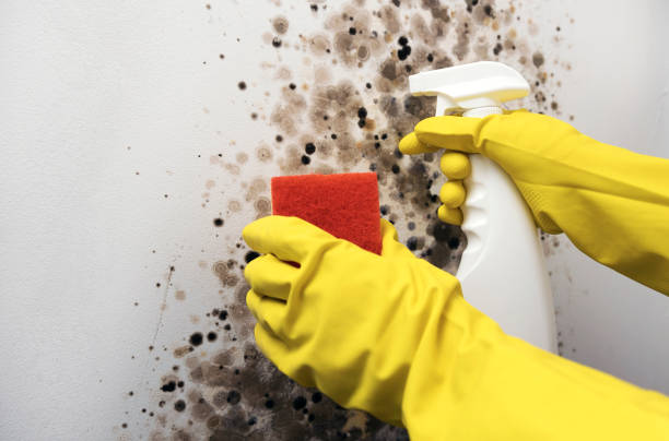 Best Black Mold Remediation in Narragansett Pier, RI